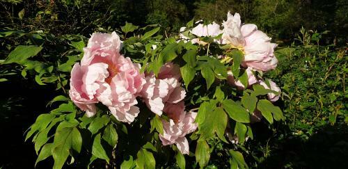 Bed & Breakfast Moulin De Ladausse