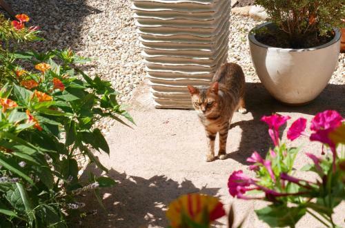 Bed & Breakfast L'arbre D'ange