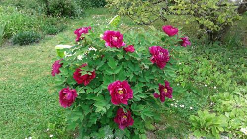 Bed & Breakfast Les Hirondelles