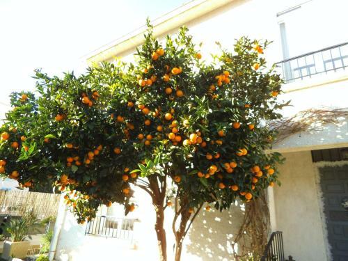 Bed & Breakfast Au Bougainvillier