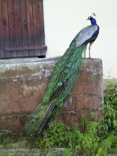 Bed & Breakfast Le Paon Bleu