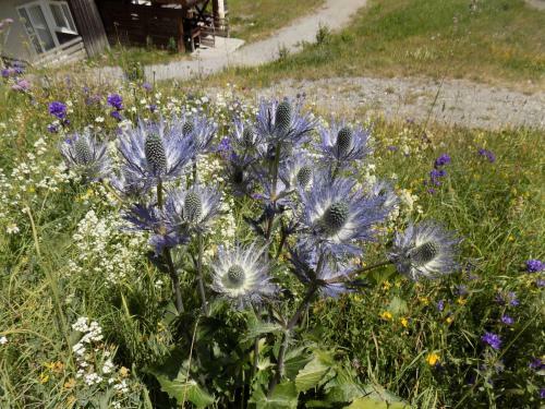 Apartamentos Appart 4 P Pied Des Pistes Risoul 1850