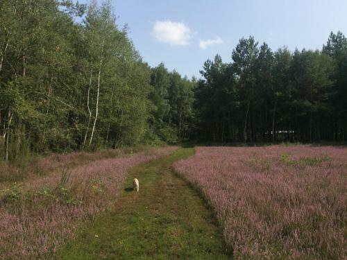 Bed & Breakfast Roulottes Du Chalet Des Pins