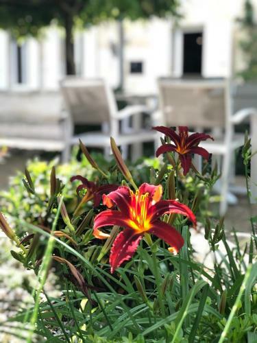 Bed & Breakfast La Gomerie Chambres D'hotes