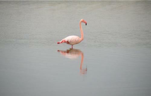 Villa Mas Coeur Camargue Saint-laurent D'aigouze