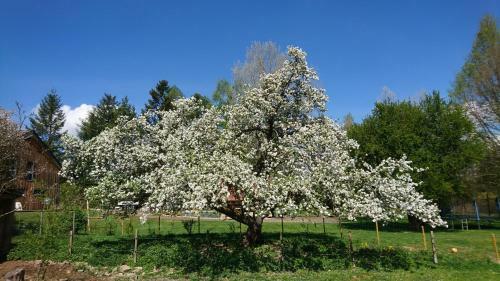 Bed & Breakfast Roulotte Le Temps de Rever