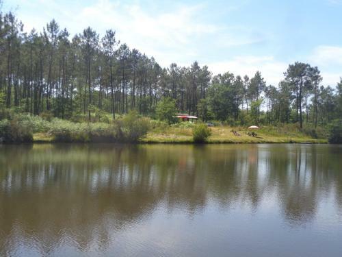 Cuckoo Lake Forest Cabin