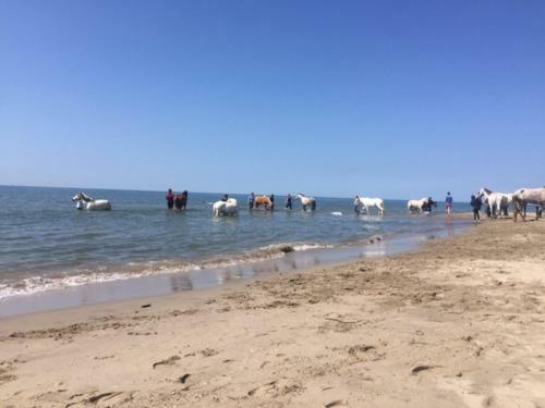 Bed & Breakfast La Salamandre de Camargue
