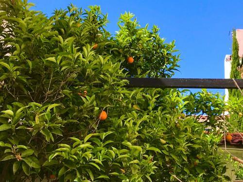 Apartamento Rue Pi�tonne Sanary