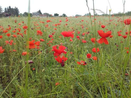 Bed & Breakfast Les Hirondelles Du Moulin