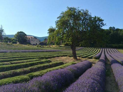 Bed & Breakfast Le Mas Des Lavandes