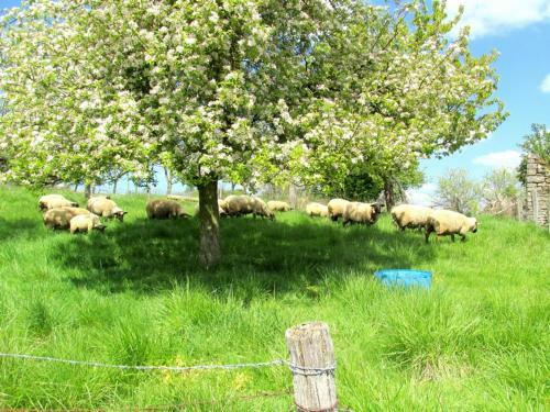 Bed & Breakfast La Taniere Douce