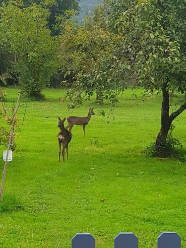 Bed & Breakfast Domaine Mon Doux R�ve