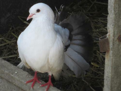 Gite � La Ferme de La Petite No� -
