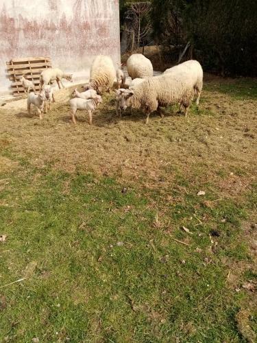 Bed & Breakfast La Bergerie