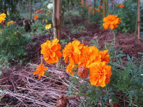 Cottage Poppy