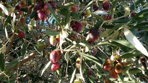 Bed & Breakfast L'esperluette En Camargue