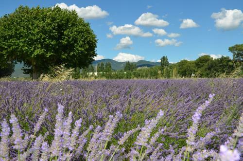 Bed & Breakfast Mas de L'amme