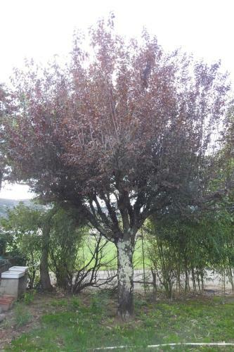 Apartamento G�te Mon Paradis
