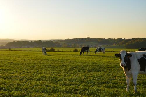 G�te Brin De Campagne
