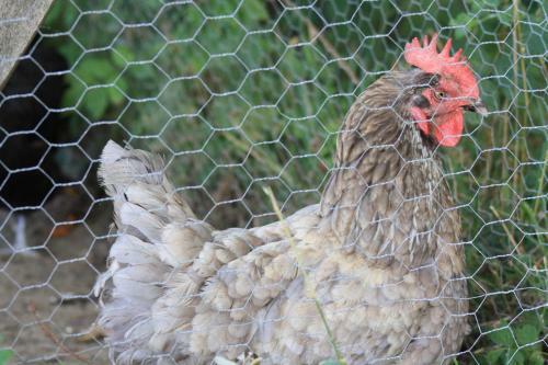 Bed & Breakfast Chambre D'hotes de Jacobiel