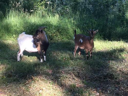 Bed & Breakfast Le Domaine D'ol�ne