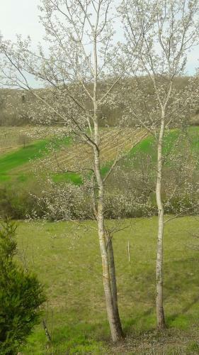 Bed & Breakfast Taillefer