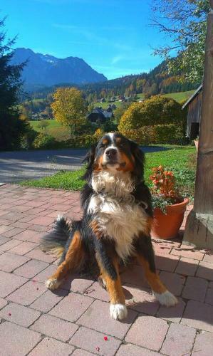Hostal Reitbauernhof Schartner