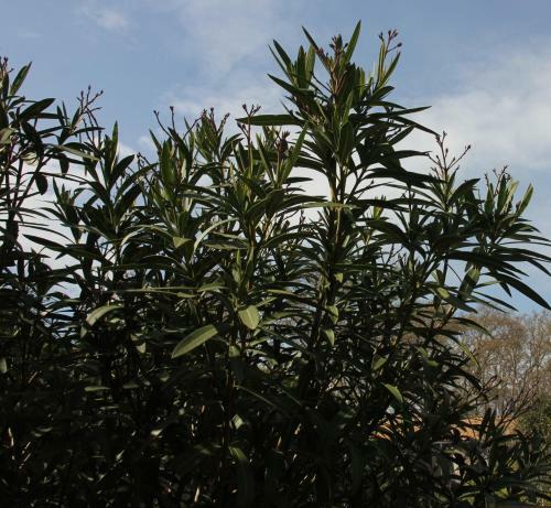 Hostal L'itin�rante