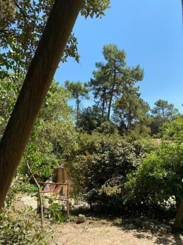 L'oasis Des Tamaris