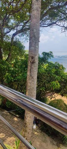 Jungle Beach Restaurant And Hotel-jbr