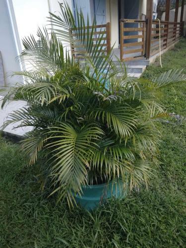 Apartamento Bas De Villa