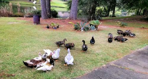 Apartamento Quacking Pines