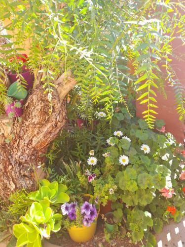 Agroturismo Caba�a R�stica
