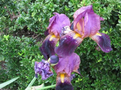 Maison Iris
