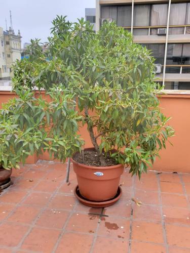 Bed & Breakfast Residencial Waldorf