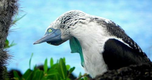 Bed & Breakfast Cormorant Beach House