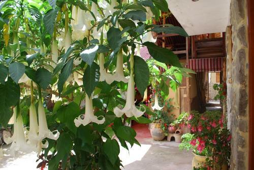 Bed & Breakfast Kiswar Lodge
