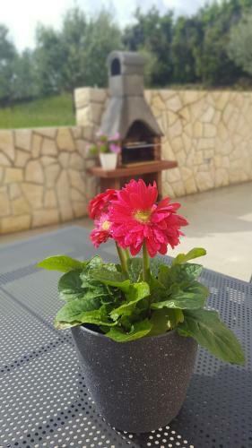 Apartmani "sandro" Gonar
