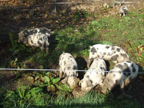Bed & Breakfast Biohof Hausberg