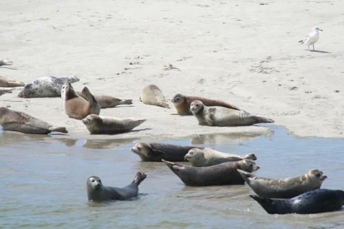 Apartamento Appartement Tjerk