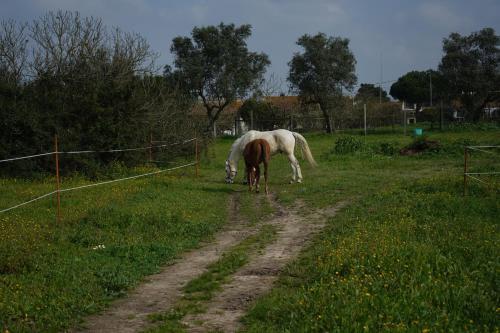 Herdade Palma T2