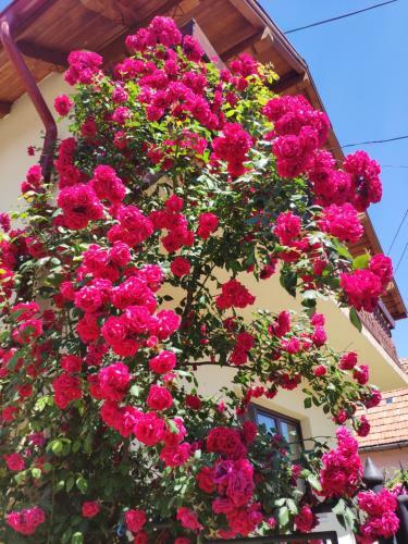 Hostal Casa Piatra Craiului