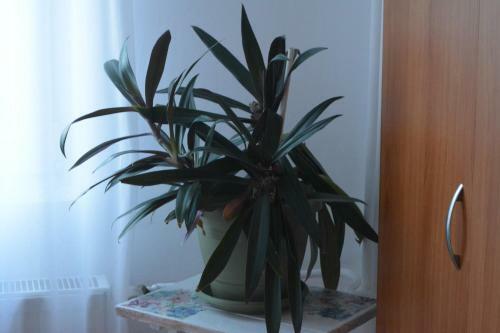 M@d Apartment