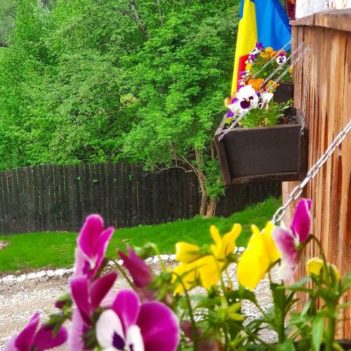 Hostal Satu Muscelean