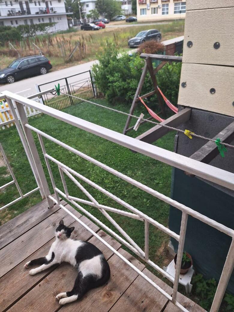 Hostal Vila Pestisorul Costinesti