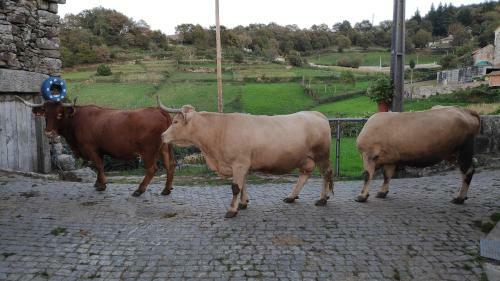 P� Na Aldeia