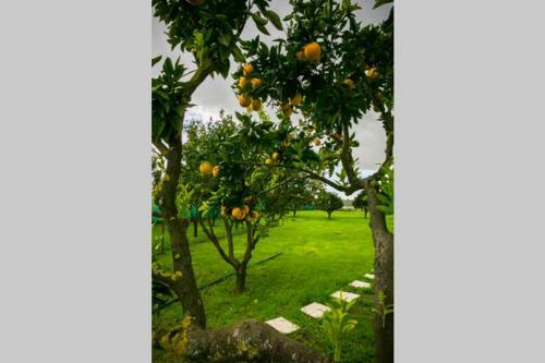 Casa La Rosa - Alojamento Rural