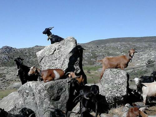 Salto Do Lobo