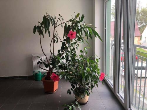 Apartman C.8 Magnolie